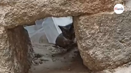 Trahi par l'humain, ce chat garde des séquelles de son passé et attend ceux qui lui redonneront confiance