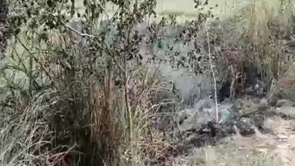 सिवान: असामाजिक तत्वों ने जंगल में लगाया आग, दमकल विभाग ने मशक्कत के बाद पाया काबू