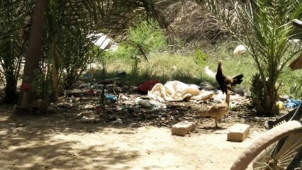 Tiny Francolin vs Big Rooster Funny video