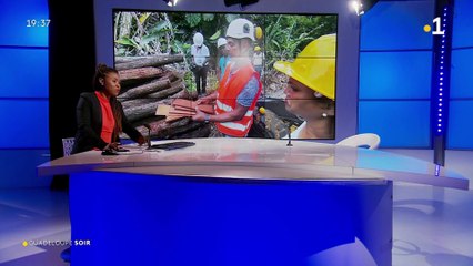 Filière Bois Guadeloupe 1ère-1