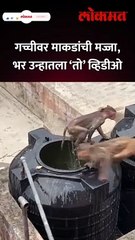 उन्हाळा सुरु... गच्चीवरचा माकडांचा ‘तो’ व्हिडीओ व्हायरल Monkey Viral Video in Summer #Shorts | AM5