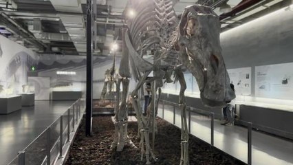 Çin'in Xiamen Kentinde 100'den Fazla Dinozor Fosili Sergileniyor