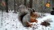 Cute squirrel enjoying food in snow fall
