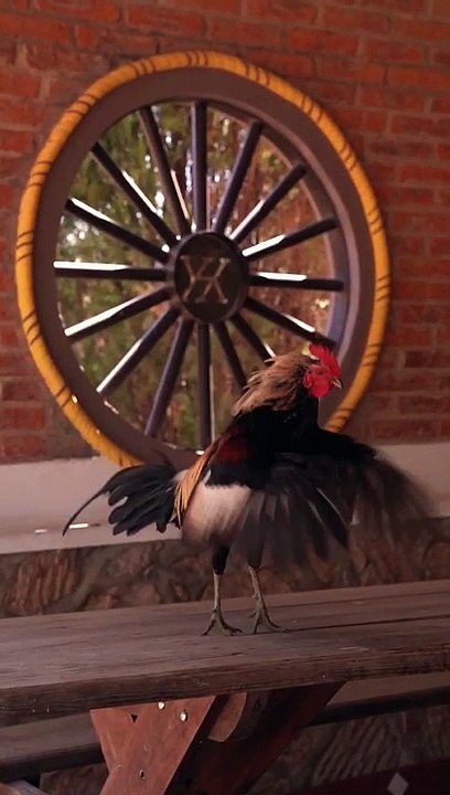 Flying Rooster