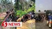 Cops nab 57 mat rempit after six-hour hideout at oil palm estate