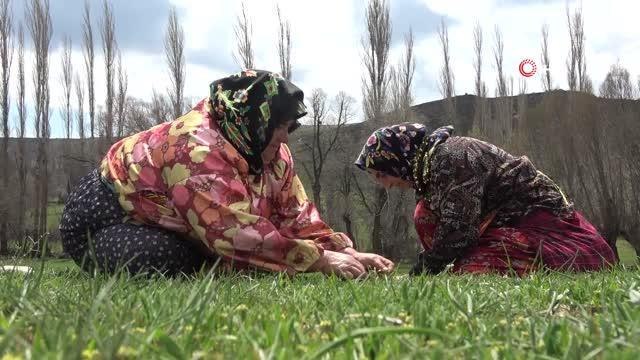 Doğada kendiliğinden yetişiyor, binbir zahmetle tek tek toplanıyor