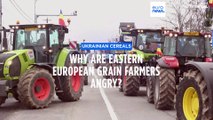 Frustration and fury: Eastern European farmers outraged over Ukrainian grain imports