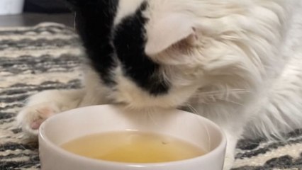 5-legged kitty is stunned after getting catnip tea sprinkled on her face