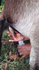 Village Girl Goat Milking By Hand