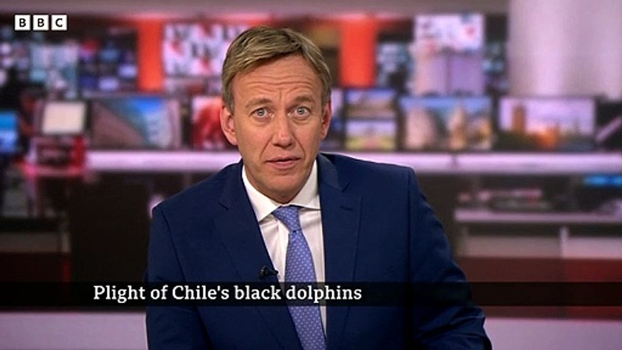 Chile's black dolphins are increasingly in danger