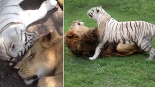 What happens when TIGER mates with  a LION