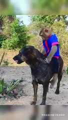 Monkey vs dog | funny animals | Dailymotion