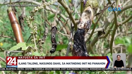 Ilang talong, nasunog dahil sa matinding init ng panahon | 24 Oras Weekend