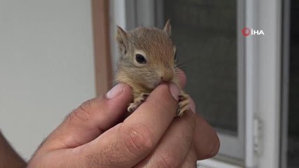 Şırnak'ta satılmak üzereyken 8 sincap yavrusu ele geçirildi