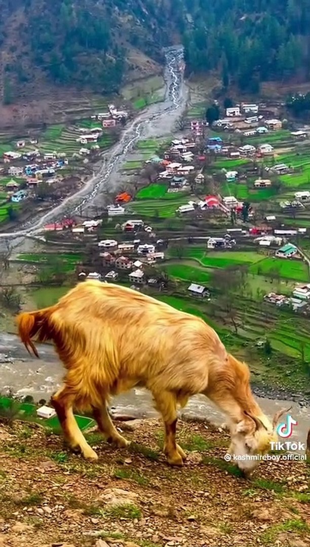 ⁣Goat | Goat on the mountains