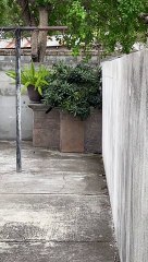 Cat's Meal Interrupted by a Feisty Feathered Foe