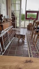 French Bulldog Puppy Goes Toe-to-Toe With Drying Rack