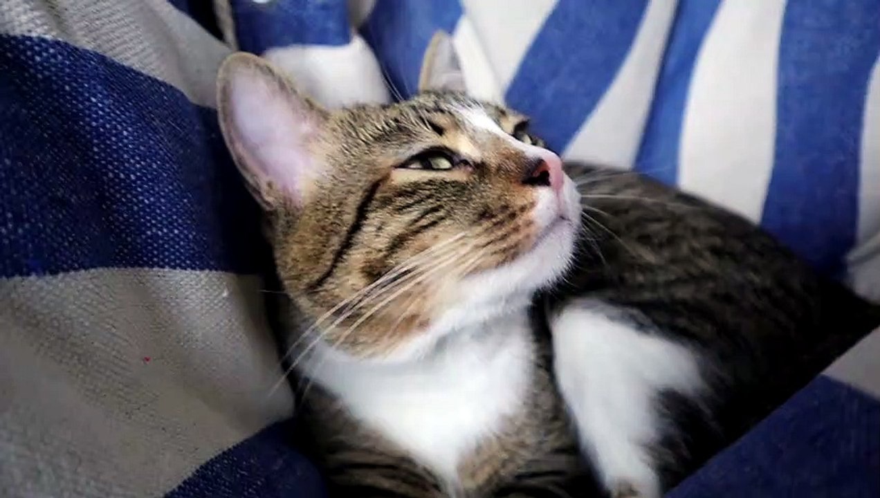 A Nostalgic Cat