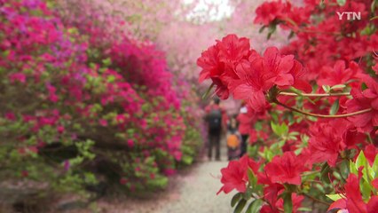 정전 70년, 통일 염원 행사 다채...철쭉으로 불 타는 남도! / YTN