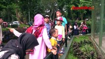 Libur Satwa Ditiadakan, Pengunjung Ragunan Saat Lebaran Capai Lebih dari 82 Ribu Orang