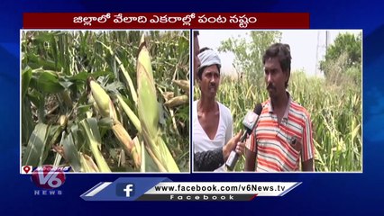 Heavy Rain, Hailstorm Cause Huge Damage To Maize And Paddy Crops _ Karimnagar _ V6 News