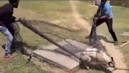 अलीगढ़: में आवारा कुत्तों का आतंक, घर में सो रही तीन माह की बच्ची को बनाया अपना निवाला