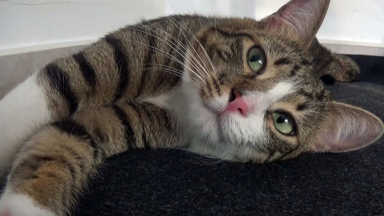 I Scared the Poor Little Sleepy Cat