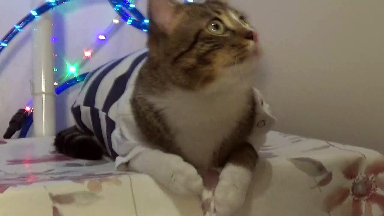 Fluffy Cat Wears a T Shirt