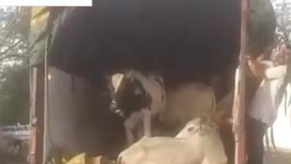 गुना: पुलिस ने गोवंश से भरा ट्रक पकड़ा दो आरोपियों को किया गिरफ्तार