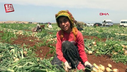 Hatay'da bayram tatilinde aileleriyle birlikte tarlada çalışıyorlar