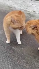 Funny Cats  Fail ops Moments Clips