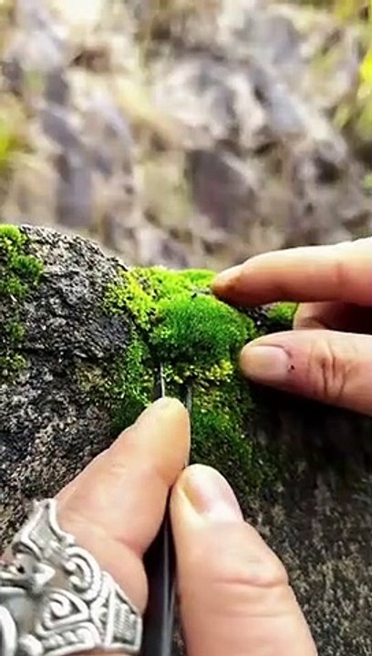 Bring nature home