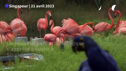 Un parc ornithologique accueillant 400 espèces ouvrira en mai à Singapour