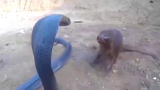STRONGLY FIGHTING TOGETHER SNAKE AND MONGOOSE __ fact tech worker __