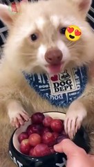 Adorable animal eating fruit