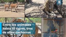 FGR asegura tigres, leones, jaguares y otros animales silvestres durante cateo en Jalisco