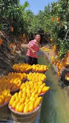 Mango fruit cuting skils