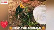 How to help the animals  Feeding water and food the poor Bird 
