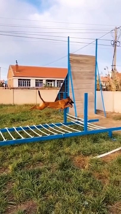 Funny Dogs And Cats Videos 2023  - Best Animal Videos Of The Month