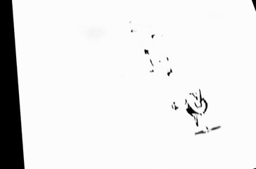 Duckman: Private Dick/Family Man _Special - Expressions, Storyboards, and Pencil Tests
