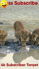 tiger cute animal baby water _#shorts