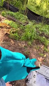 Baby Raccoons Saved When Tree Gets Cut Down