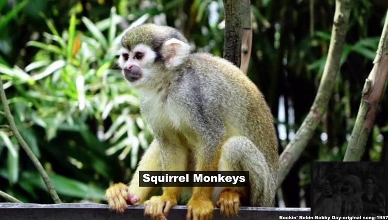 The World's Favorite Animals: A Top 10 List