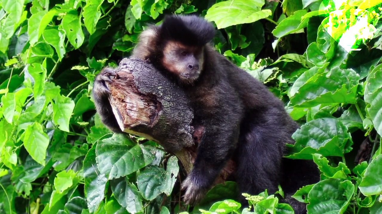 Funny monkey