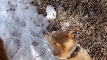 When Walking The Dogs Becomes A Game Of Dodging The Moose