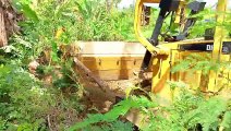 The Bulldozer Journey: Making Way in Pinang Plantations for Efficient Farming