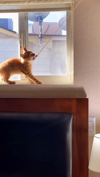 Funny Dogs And Cats Videos   - Best Animal Videos Of The Month 