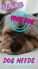 Dog care. #dogshorts #doglover #dogsoftiktok #dogsofinstagram #animals #passover2023 #easter (2)