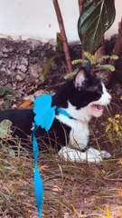 Cat Goes for a Swim at the Beach