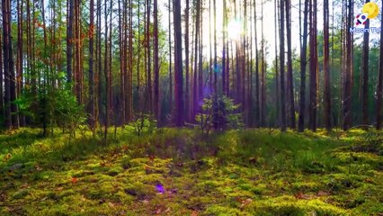 Mindfulness Meditation Music for Anxiety - Calming Background Music for Relaxation